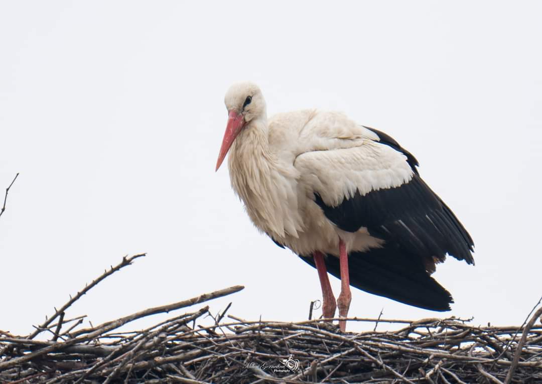 FB_IMG_1681388160564